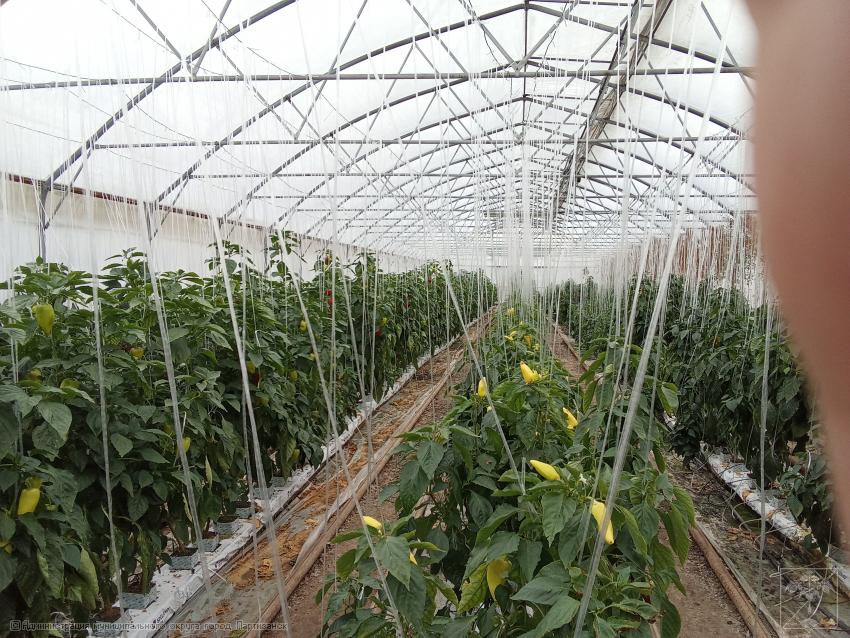 теплица для выращивания сладкого перца