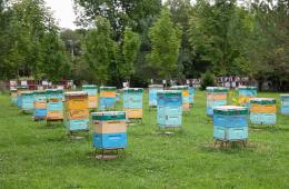 01.04.2026 Медоносную базу укрепляют в Приморье | Администрация муниципального округа город Партизанск Приморского края Официальный сайт