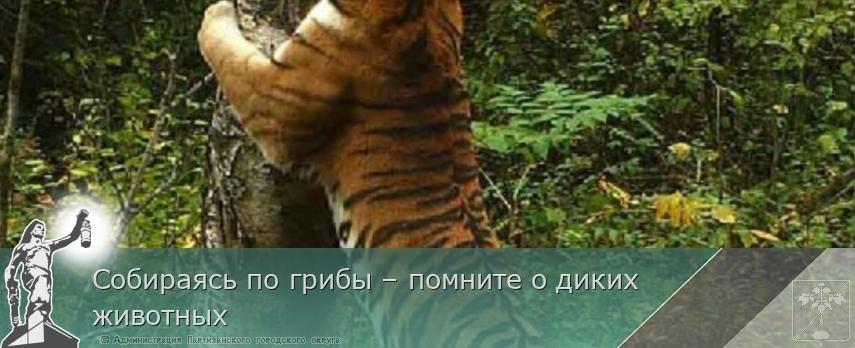Собираясь по грибы – помните о диких животных | Администрация муниципального округа город Партизанск Приморского края Официальный сайт