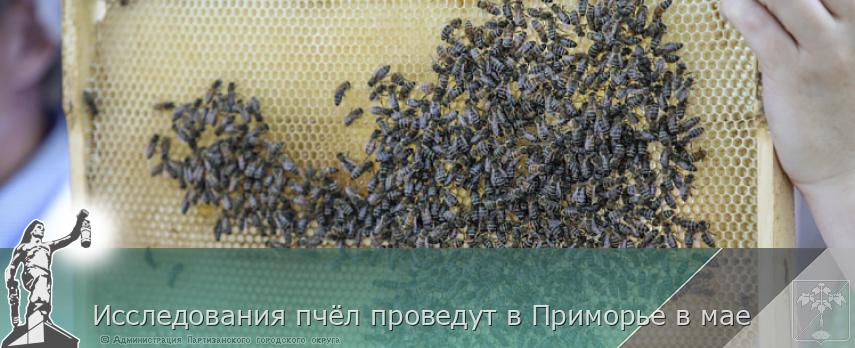 Исследования пчёл проведут в Приморье в мае