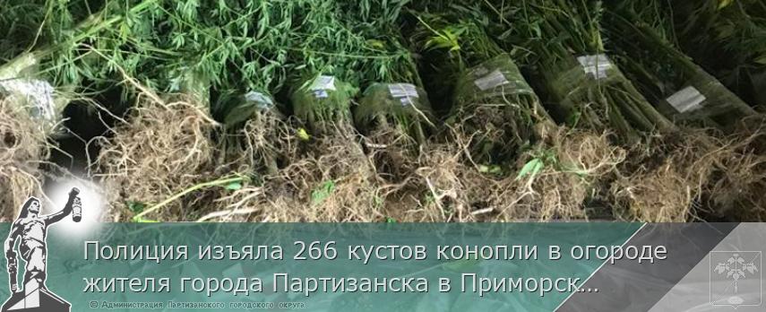 Полиция изъяла 266 кустов конопли в огороде жителя города Партизанска в Приморском крае | Администрация муниципального округа город Партизанск Приморского края Официальный сайт