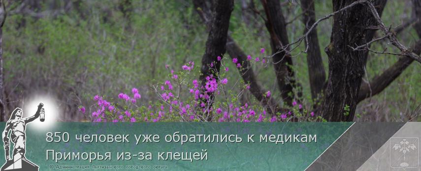 850 человек уже обратились к медикам Приморья из-за клещей | Администрация муниципального округа город Партизанск Приморского края Официальный сайт