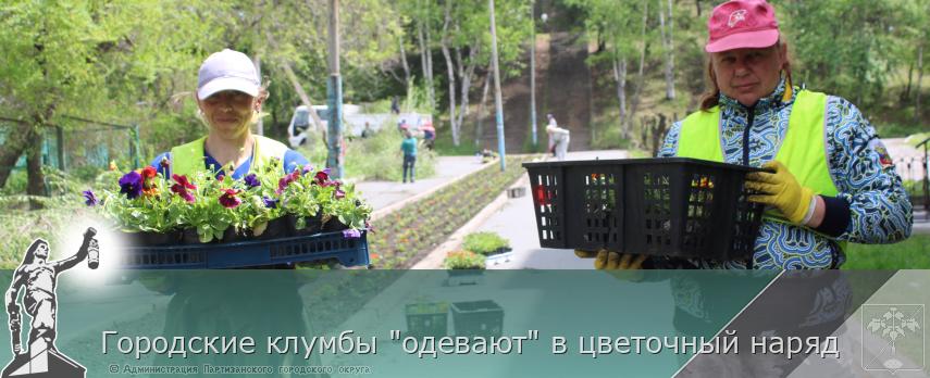 Городские клумбы &quot;одевают&quot; в цветочный наряд | Администрация муниципального округа город Партизанск Приморского края Официальный сайт