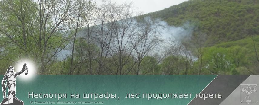 Несмотря на штрафы,  лес продолжает гореть | Администрация муниципального округа город Партизанск Приморского края Официальный сайт