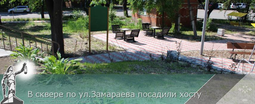 В сквере по ул.Замараева посадили хосту | Администрация муниципального округа город Партизанск Приморского края Официальный сайт
