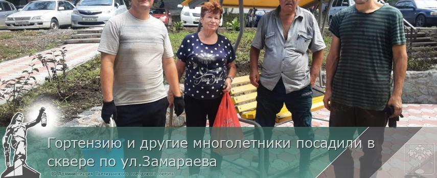 Гортензию и другие многолетники посадили в сквере по ул.Замараева  | Администрация муниципального округа город Партизанск Приморского края Официальный сайт