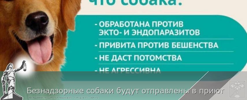Безнадзорные собаки будут отправлены в приют | Администрация муниципального округа город Партизанск Приморского края Официальный сайт Безнадзорные собаки будут отправлены в приют | Администрация муниципального округа город Партизанск Приморского края Официальный сайт