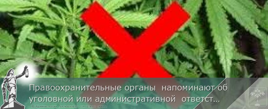 Правоохранительные органы напоминают об уголовной или административной ответственности за незаконное культивирование наркосодержащих растений. | Администрация муниципального округа город Партизанск Приморского края Официальный сайт Правоохранительные органы напоминают об уголовной или административной ответственности за незаконное культивирование наркосодержащих растений. | Администрация муниципального округа город Партизанск Приморского края Официальный сайт