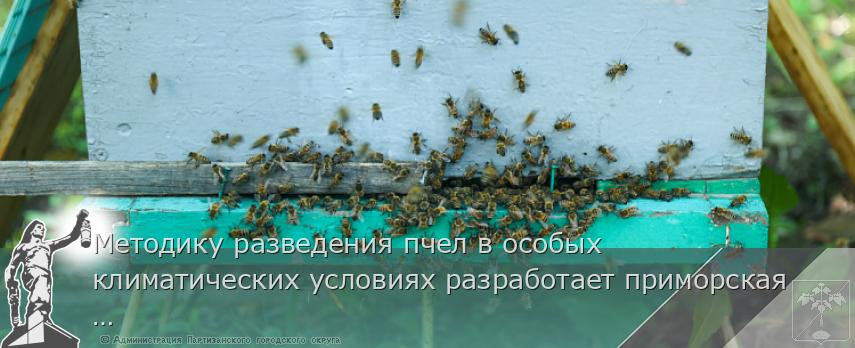 Методику разведения пчел в особых климатических условиях разработает приморская наука