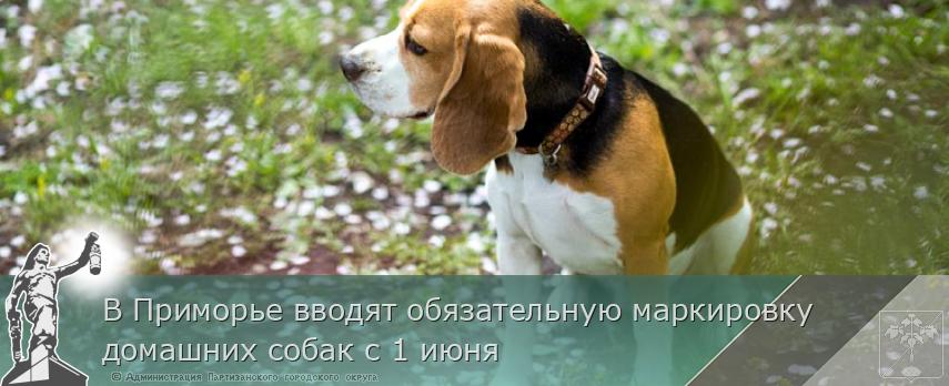 В Приморье вводят обязательную маркировку домашних собак с 1 июня | Администрация муниципального округа город Партизанск Приморского края Официальный сайт В Приморье вводят обязательную маркировку домашних собак с 1 июня | Администрация муниципального округа город Партизанск Приморского края Официальный сайт