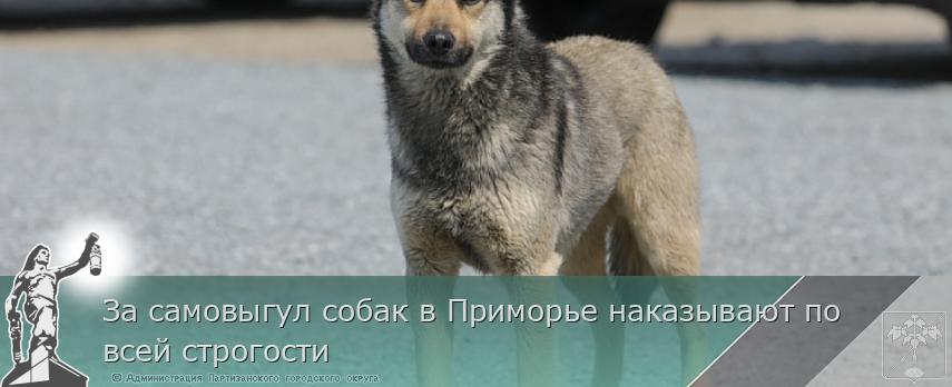За самовыгул собак в Приморье наказывают по всей строгости 