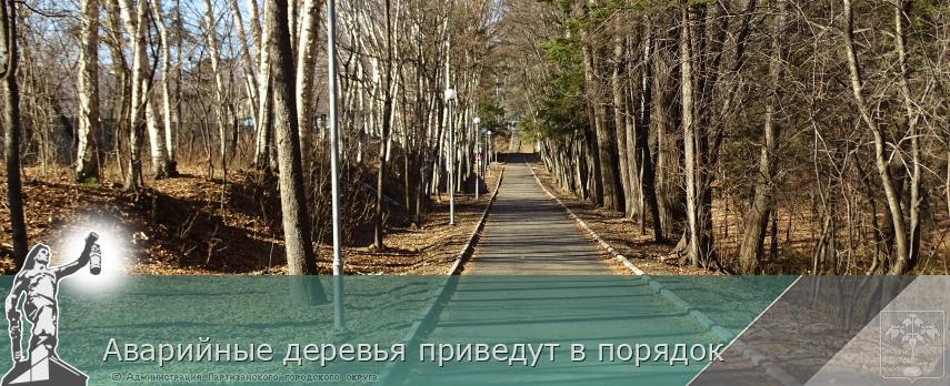 Аварийные деревья приведут в порядок | Администрация муниципального округа город Партизанск Приморского края Официальный сайт Аварийные деревья приведут в порядок | Администрация муниципального округа город Партизанск Приморского края Официальный сайт