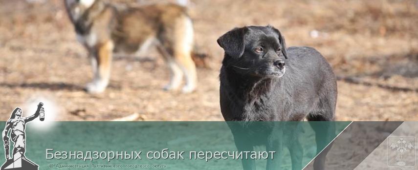 Безнадзорных собак пересчитают | Администрация муниципального округа город Партизанск Приморского края Официальный сайт Безнадзорных собак пересчитают | Администрация муниципального округа город Партизанск Приморского края Официальный сайт